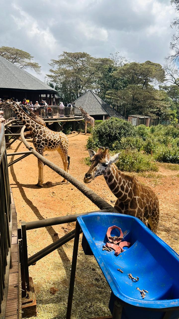 Giraffe and guests